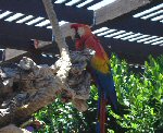 Live Parrots